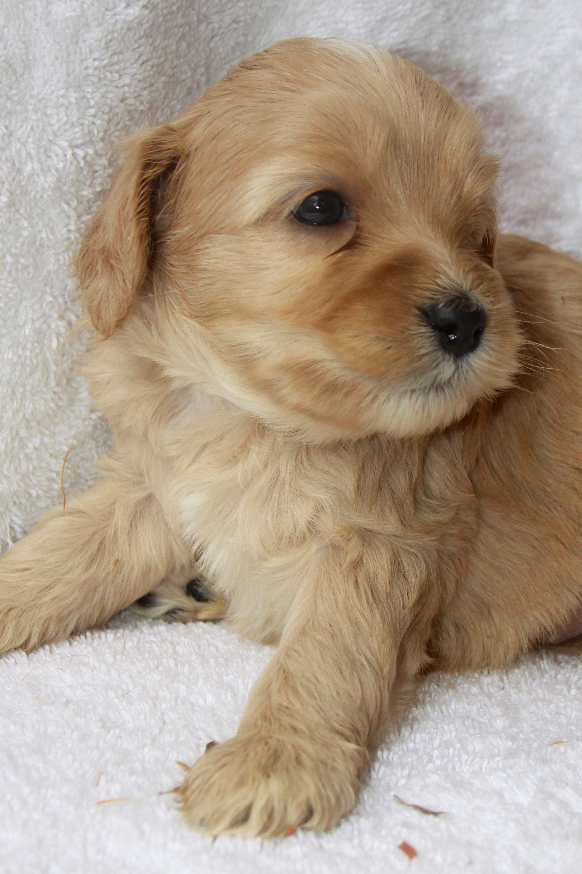 Coat Types Sweet Maple Labradoodles